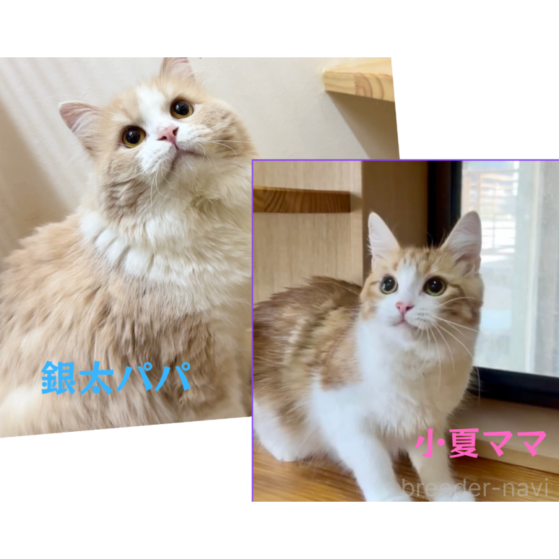 販売中の岐阜県のマンチカン-125121の7枚目